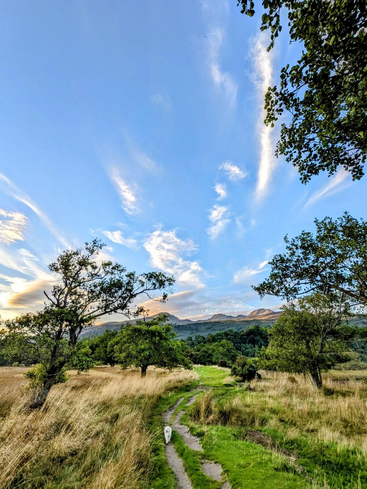 A grassy path winding through meadow with scattered trees and the Breadalbane hills beyond on the walk out of Killin, Lillie the dog on the path.