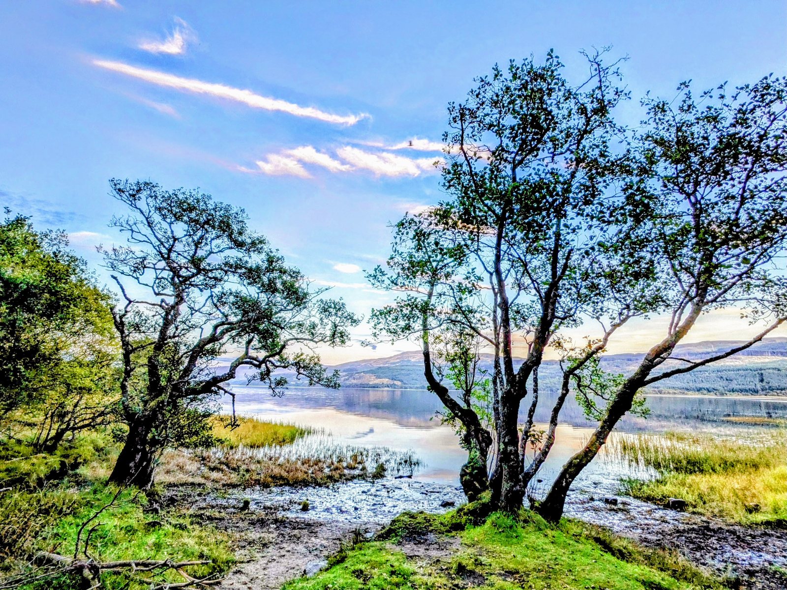 The spiderfeet birches above Loch Tay.