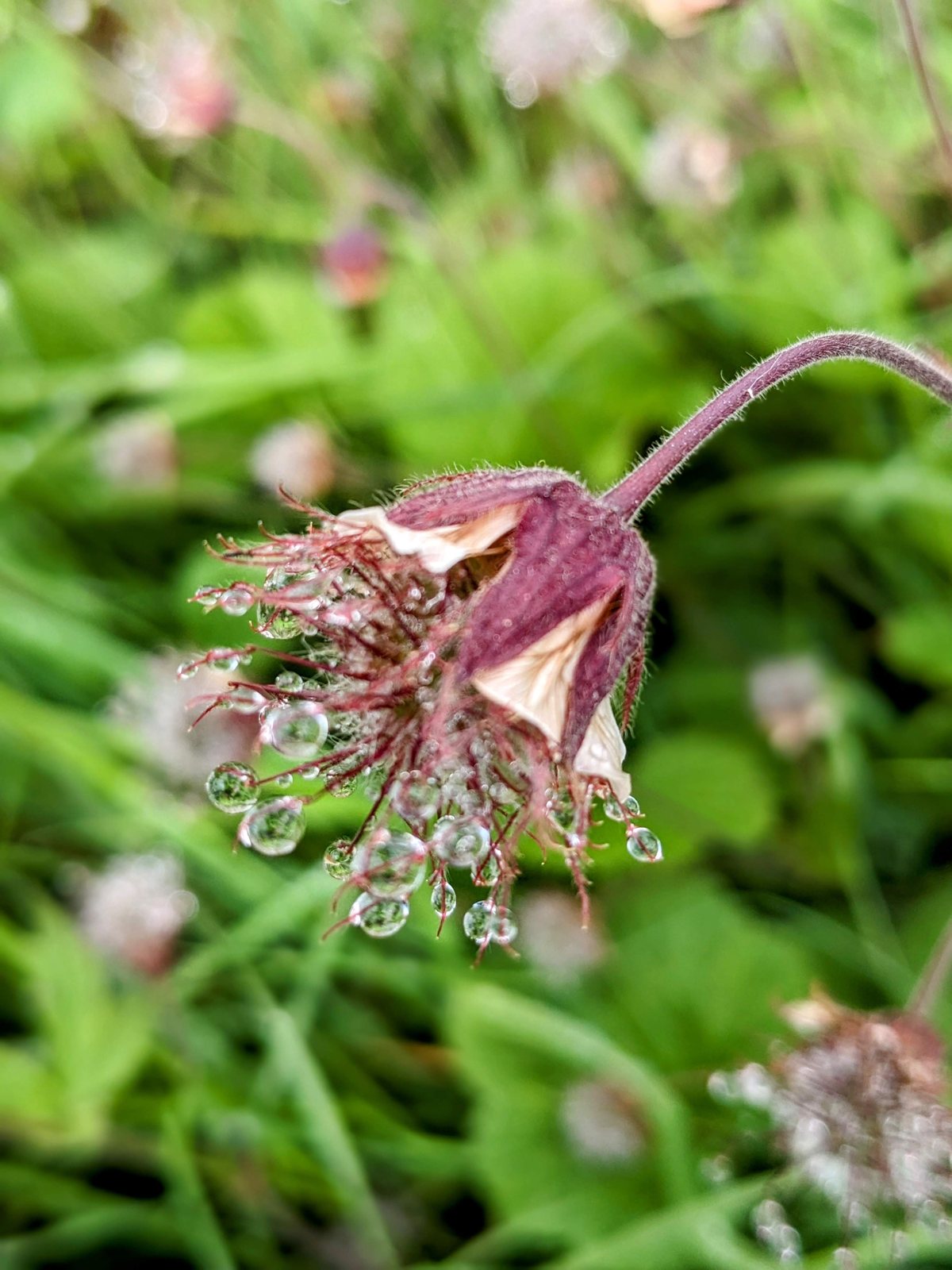 A dusky-pink wildflower nodding in the long grass of Kilmartin kirkyard.