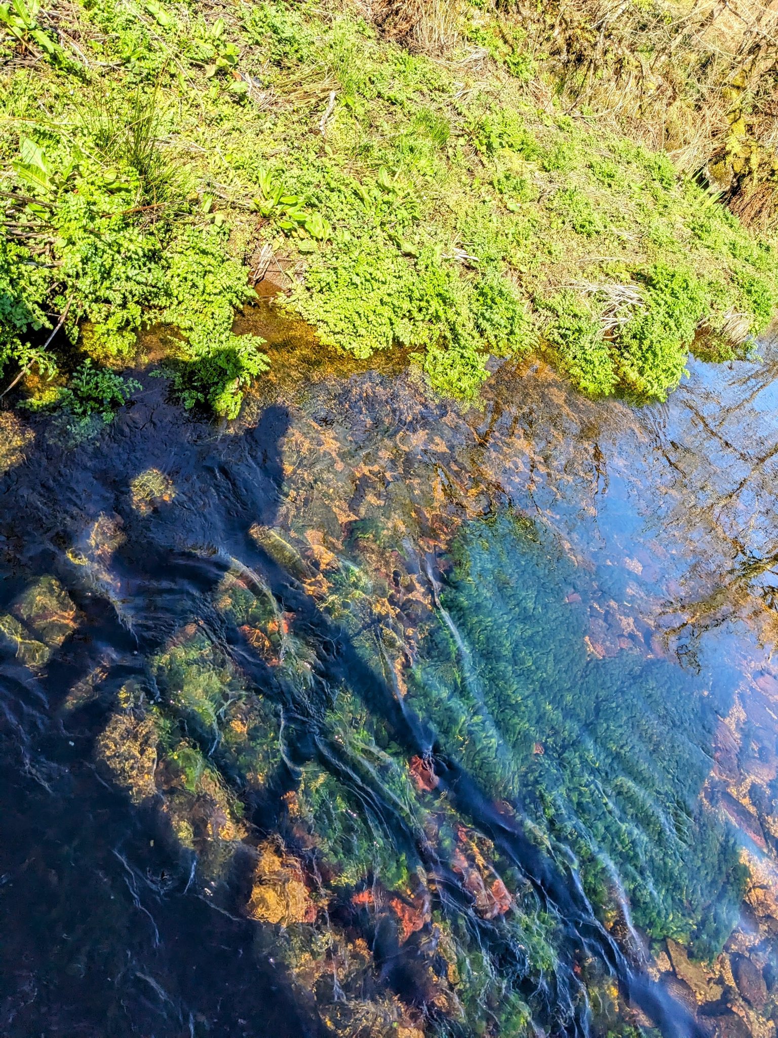 Sunlight and greenery reflected in a clear burn running through Kilmartin Glen.