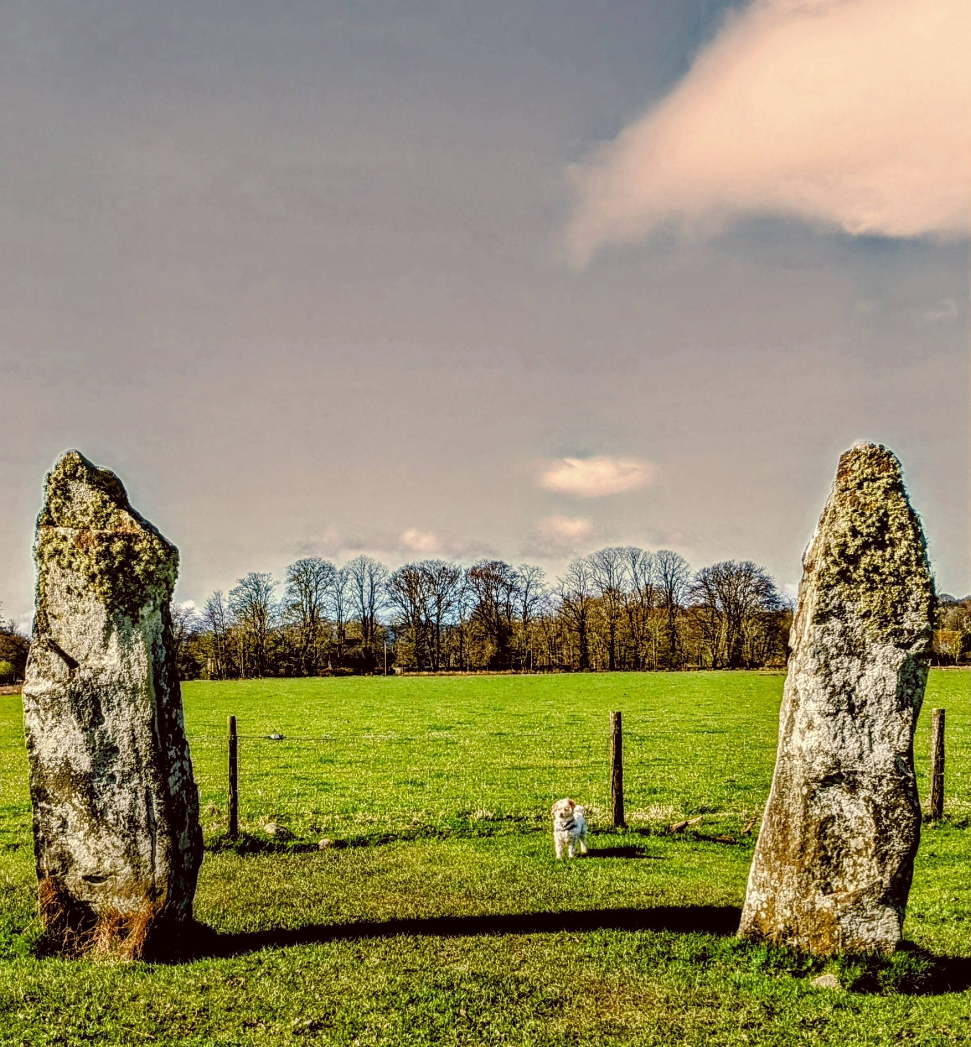 Standing stones at Nether Largie with a small dog in the field for scale, Kilmartin Glen.