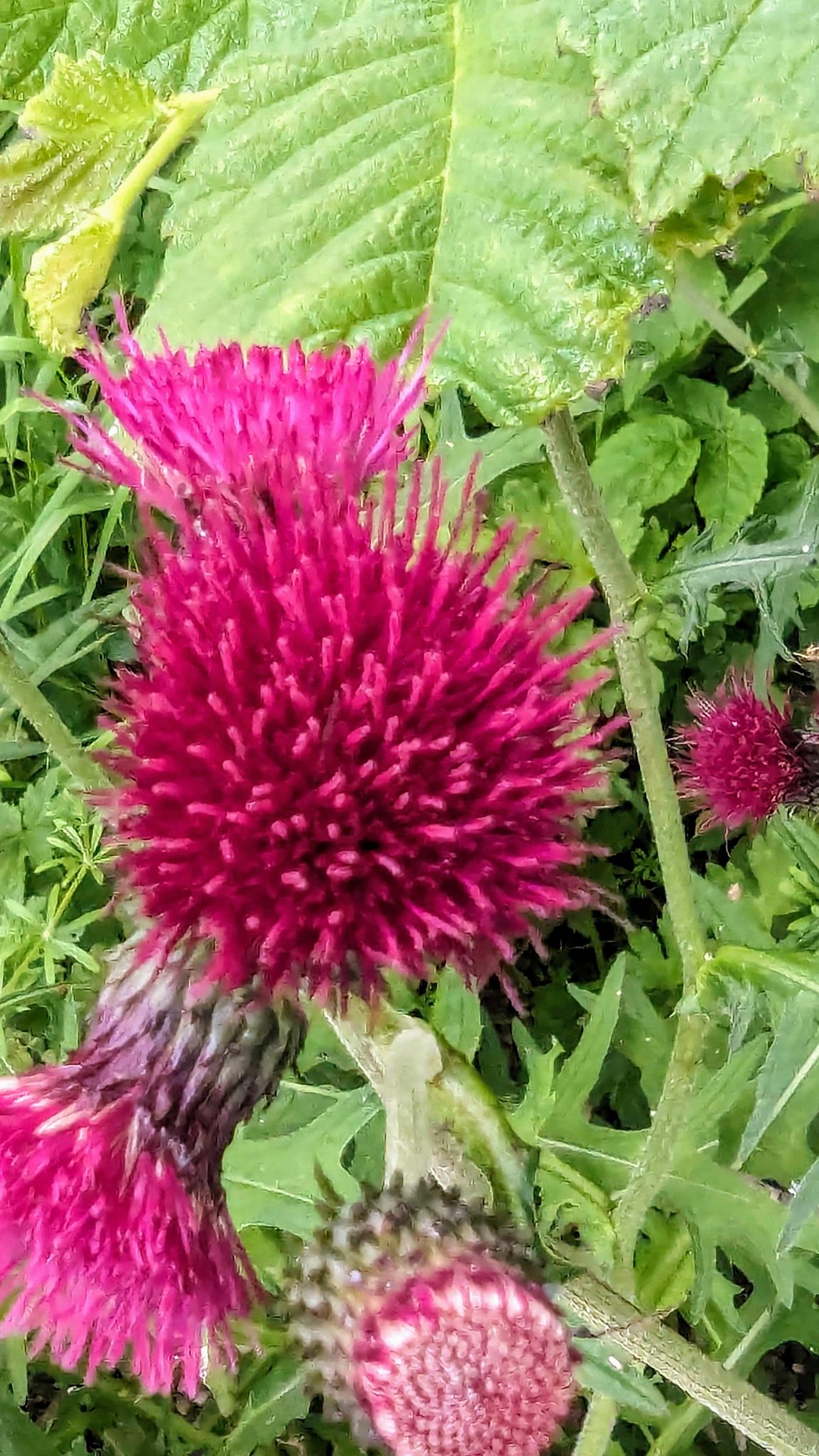 A bright pink thistle wildflower in the grass at Kilmartin Glen.