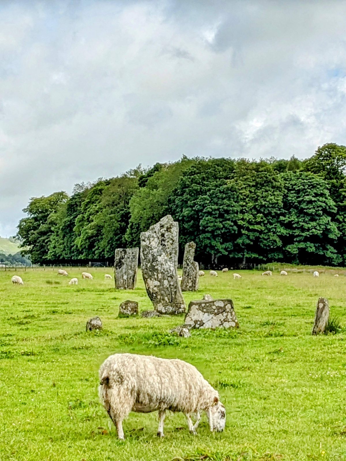 A standing stone with grazing sheep at Nether Largie, Kilmartin Glen.