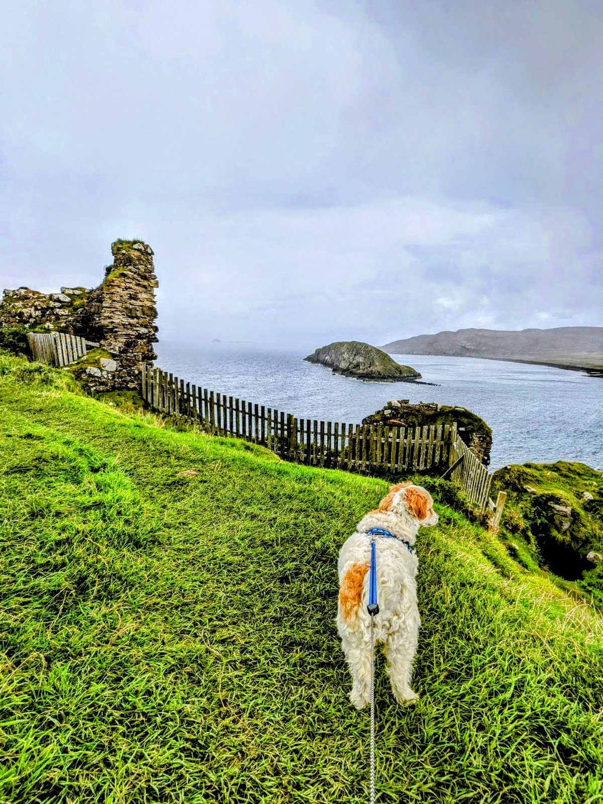 Walking the green coast at Kilmuir with Lillie the dog.