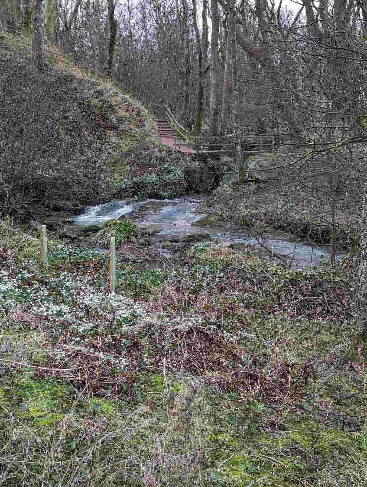 Snowdrops along a woodland burn on the Cambo Estate near Kingsbarns in February.