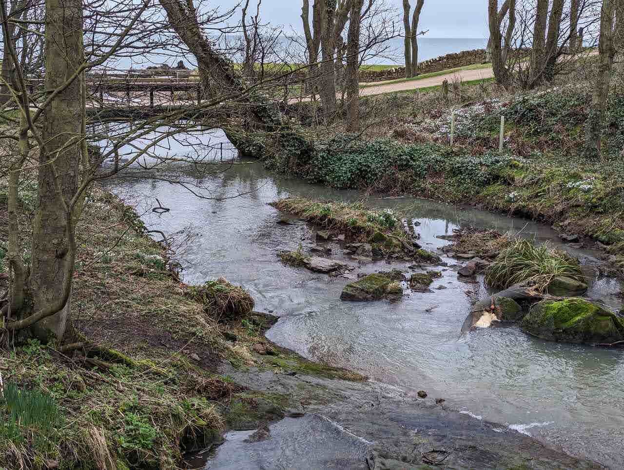 A burn winding through woodland carpeted with snowdrops on the Cambo Estate near Kingsbarns.