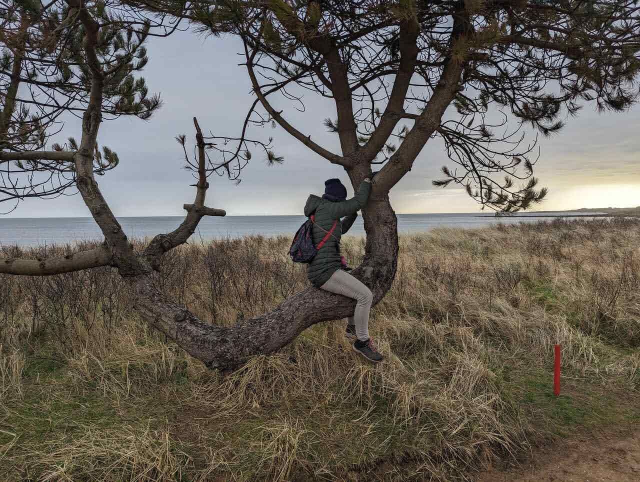A gnarled wind-shaped tree on the coast at Kingsbarns Golf Links.