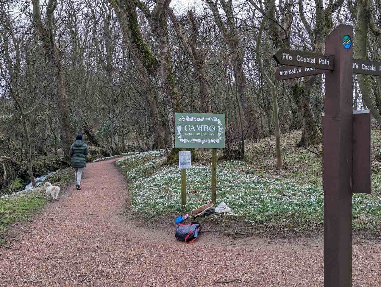 Lillie the dog on a snowdrop-lined woodland path near Kingsbarns.