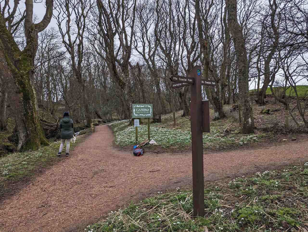 A woodland path lined with snowdrops on the Cambo walk near Kingsbarns.