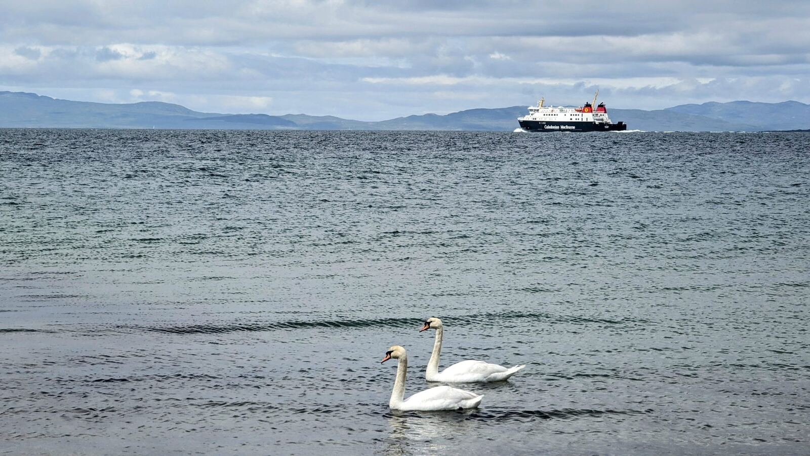 A CalMac ferry crossing the Kilbrannan Sound to Arran, with two swans on the water in the foreground.