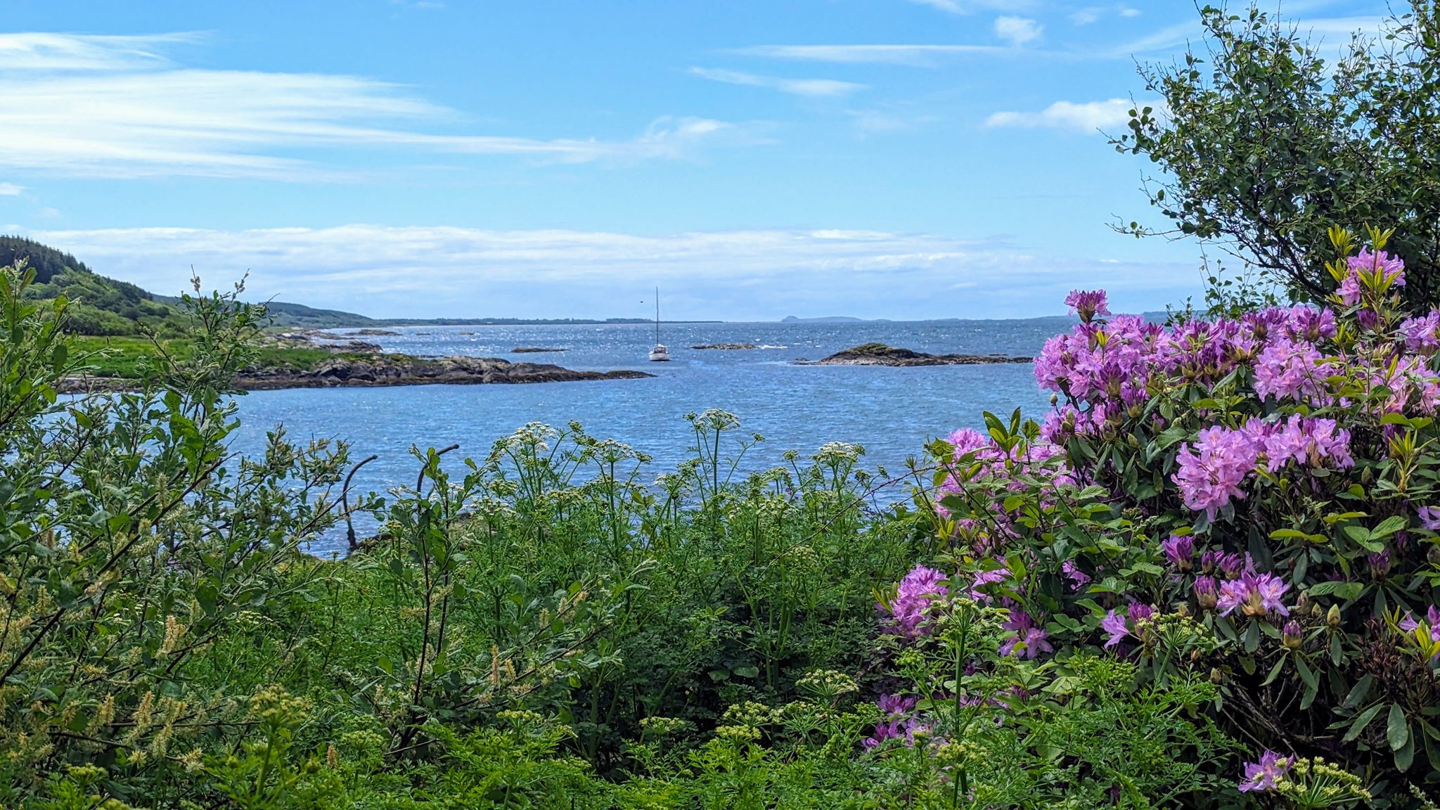 Pink rhododendron flowering above the bay on the Kintyre Way, yachts on the water beyond.