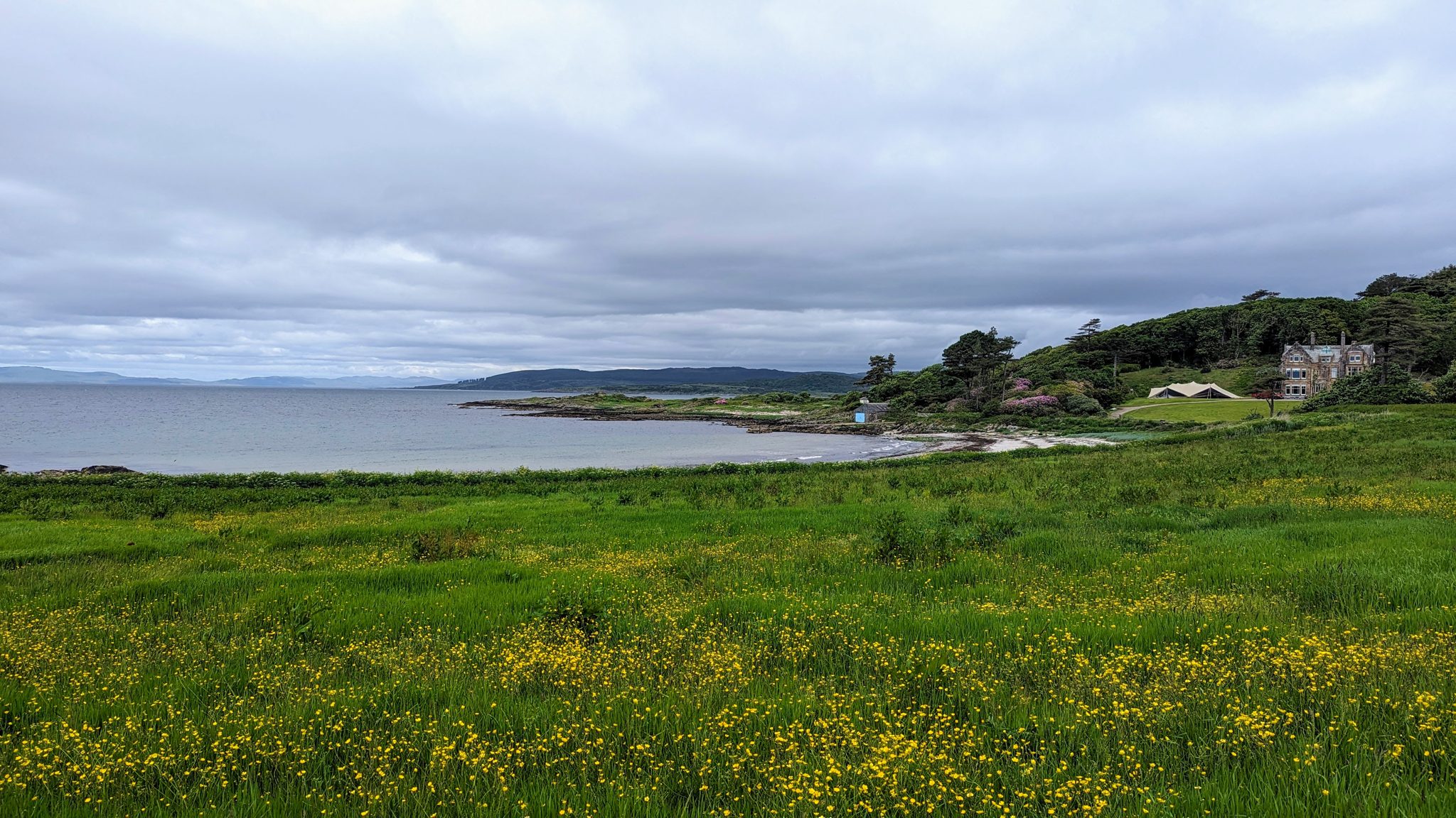 A buttercup meadow running down to the shore on the east Kintyre coast in early summer.