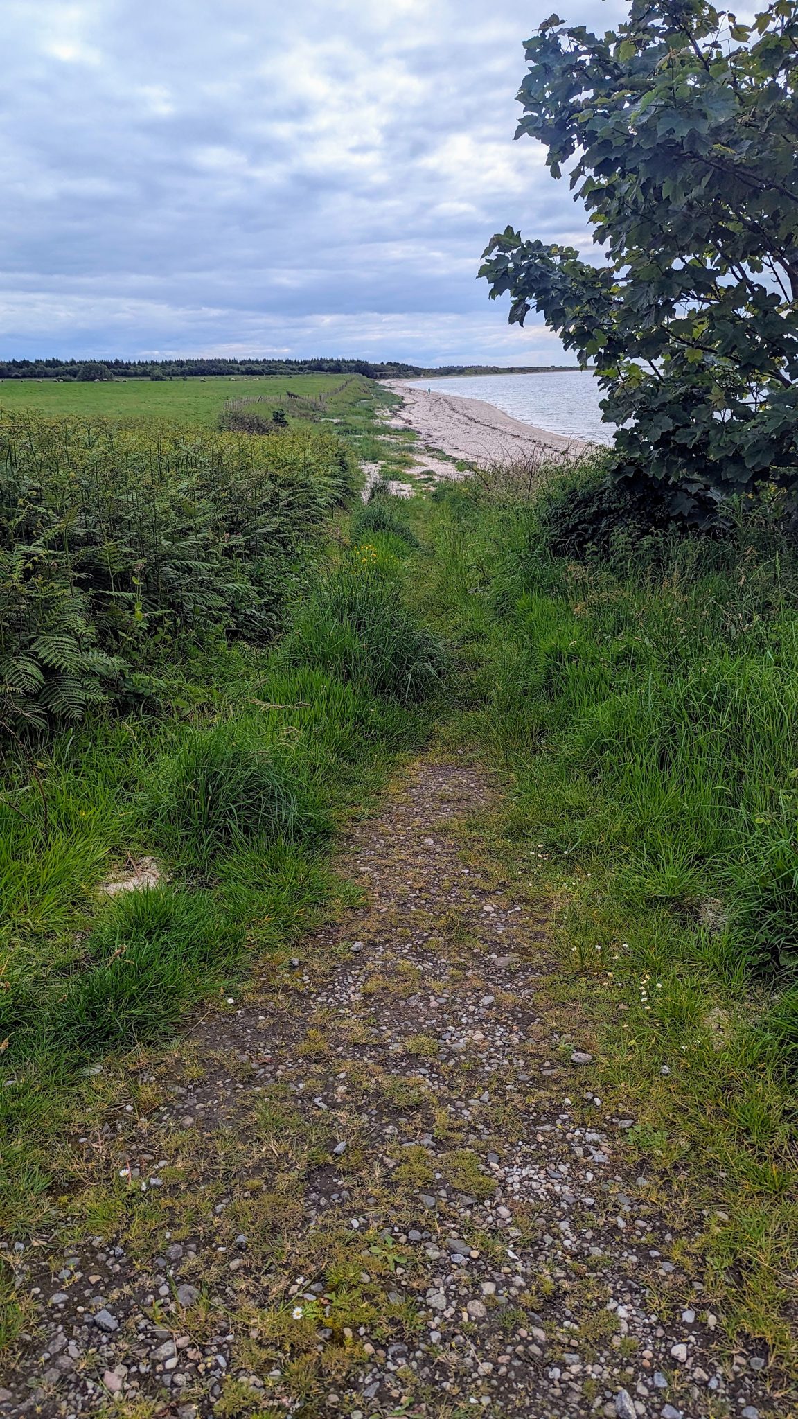 A grassy path leading down through the banks to the shingle beach on the Kintyre Way.
