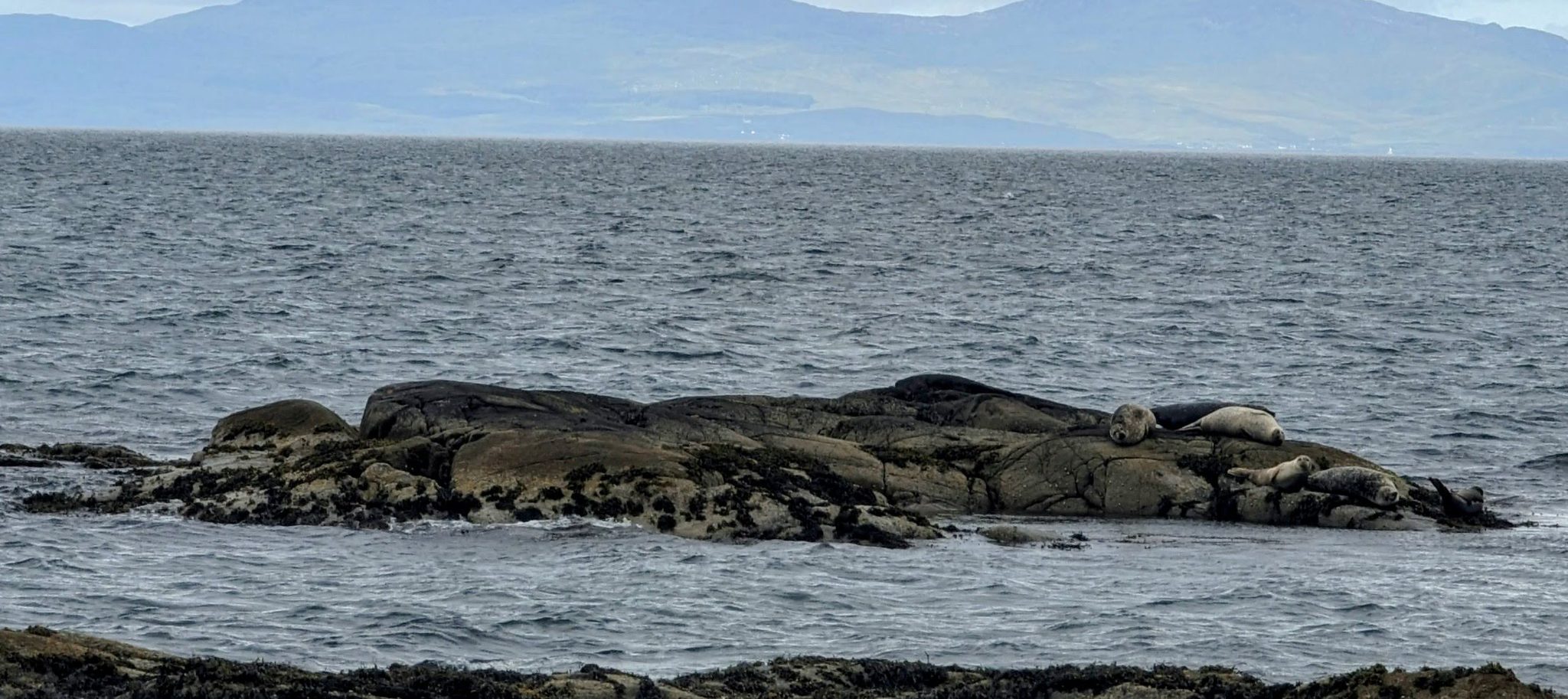 Seaweed-covered rocks along the east Kintyre shore, the Kilbrannan Sound and Arran beyond.