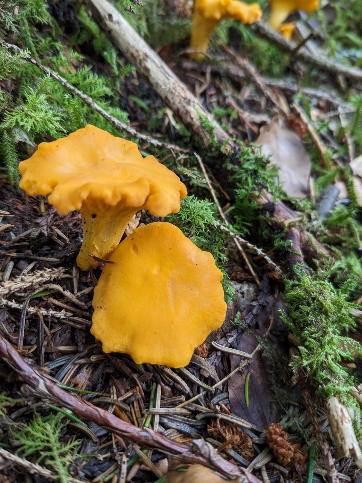 Bright orange chanterelle mushrooms in the mossy woods beside the canal at Laggan.