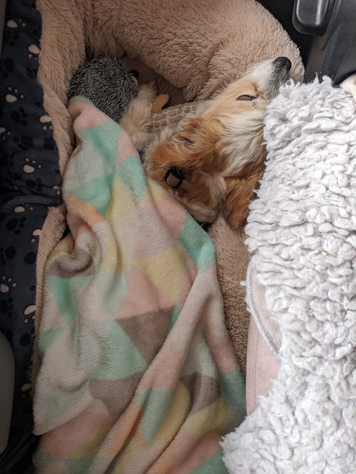 Lillie the terrier-cross asleep under blankets with her toys in the back of the campervan at Laggan.