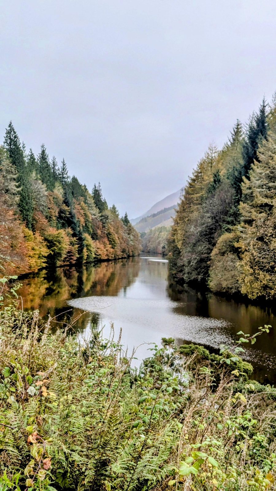The wooded shore of Loch Oich near Laggan.