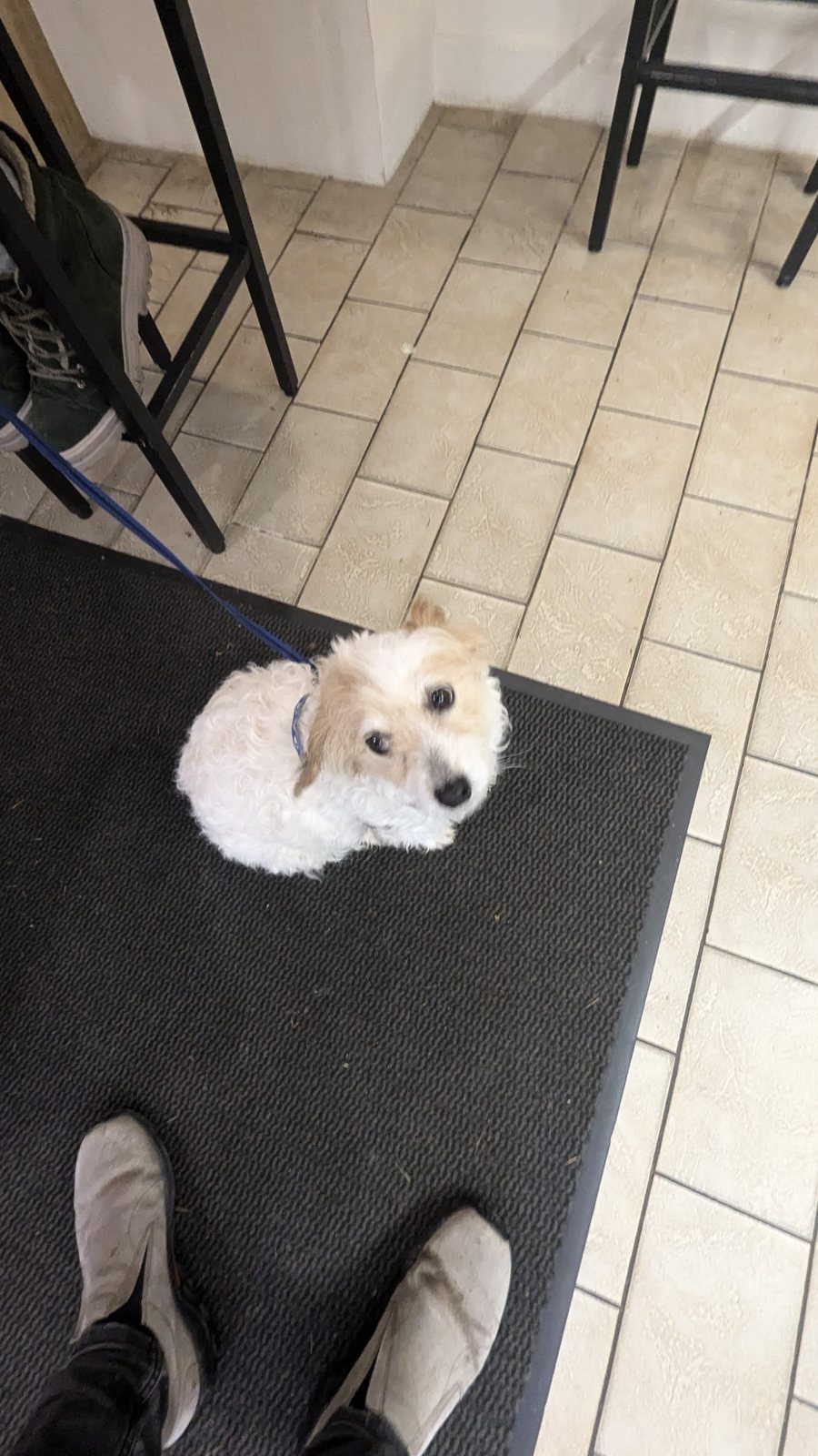 Lillie the dog sitting on a doormat by the door indoors, ready to head out.