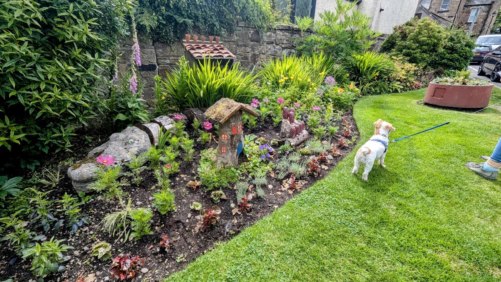 A small ornamental fairy garden beside a wall in Linlithgow, with Lillie the white terrier-cross sniffing along the border.