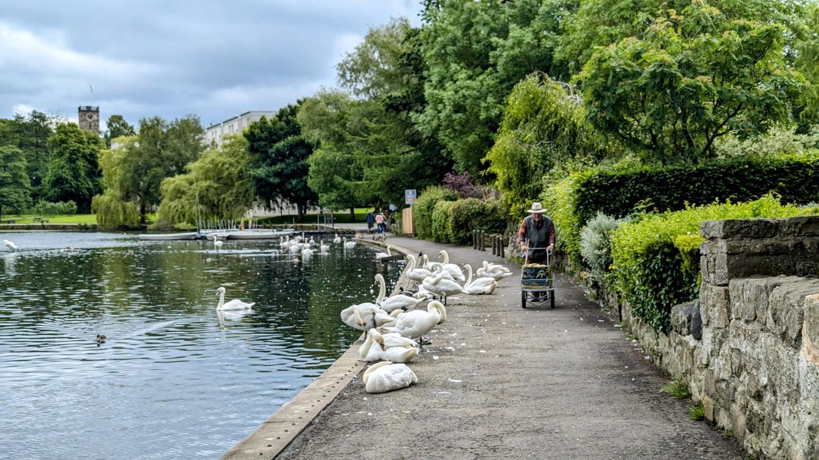 A lochside path in the Peel at Linlithgow lined with swans, walkers passing, the church tower beyond.