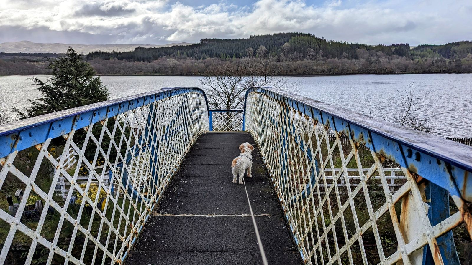 Lillie the dog on the blue-and-white footbridge over the railway at Loch Awe.