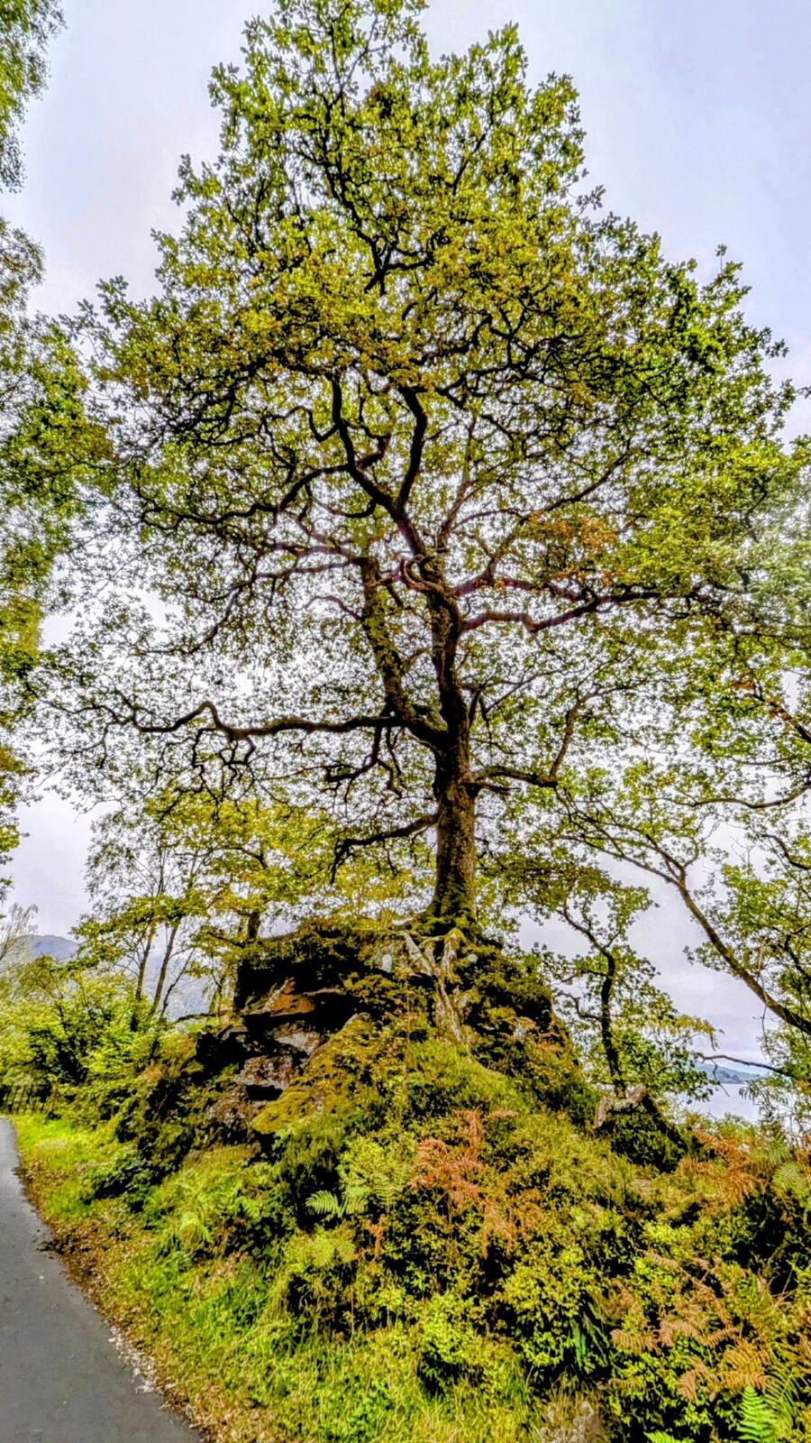 A single large spreading oak tree in autumn beside Loch Katrine, hills behind.