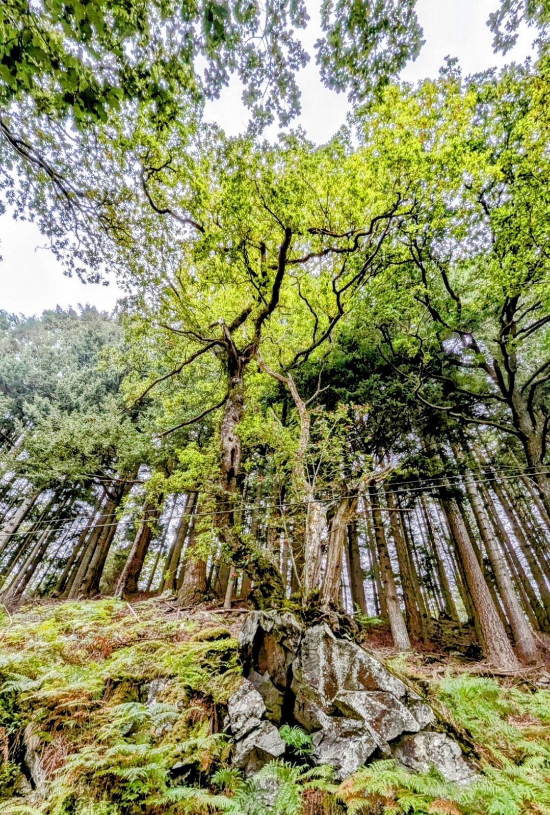 Ancient oak trees growing among mossy rocks in the woodland beside Loch Katrine in the Trossachs.