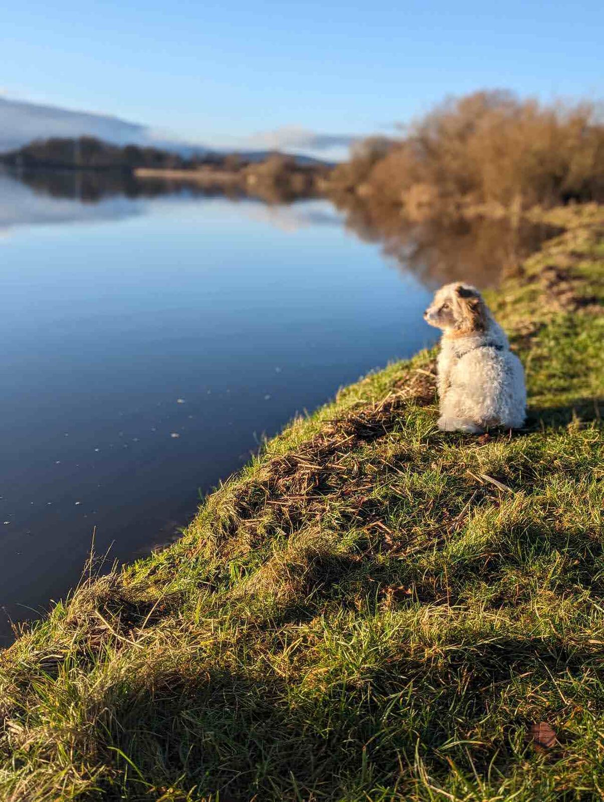 Lillie sitting on the grassy bank looking out over Loch Leven