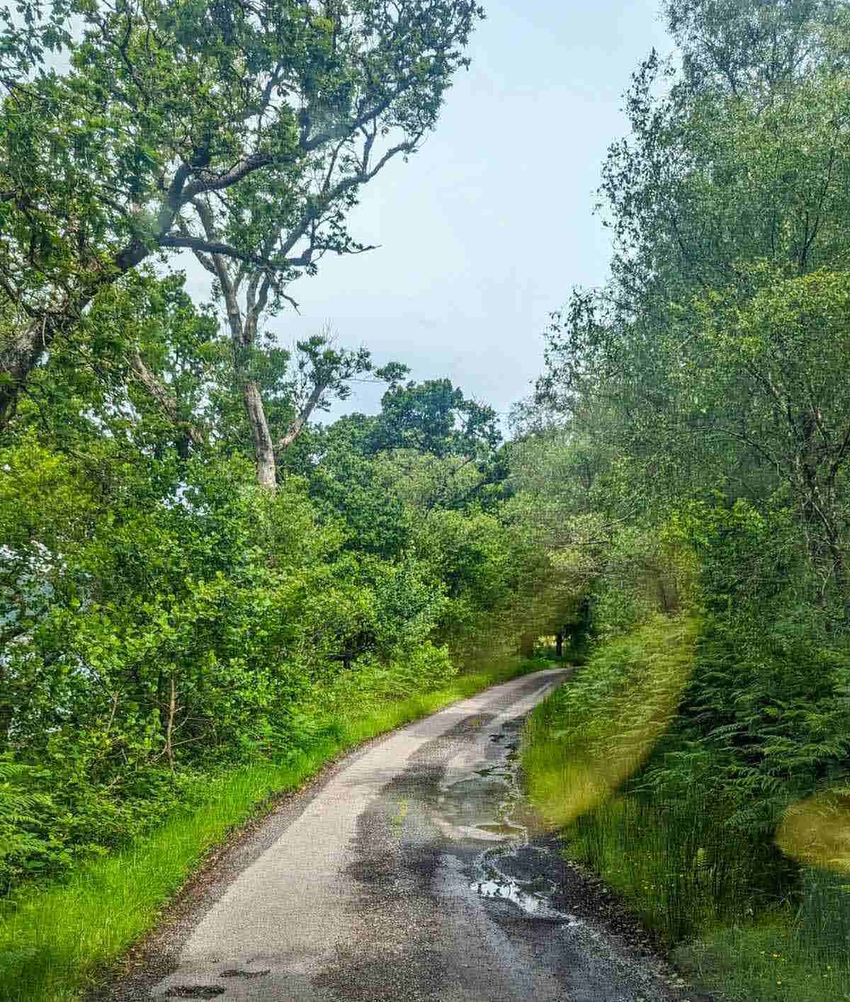 A gravel forest track running along the wooded shore of Loch Riddon, ideal for cycling.