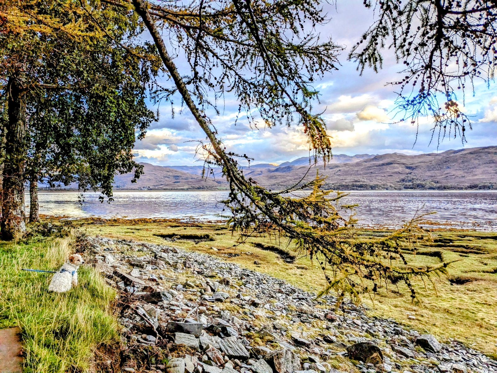 Trees and the shore of Loch Carron.