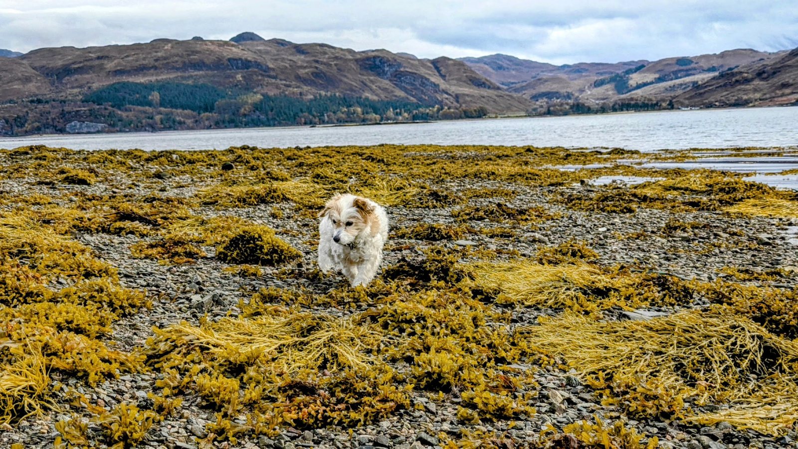 The shore of Loch Carron with Lillie the dog, gorse and seaweed.