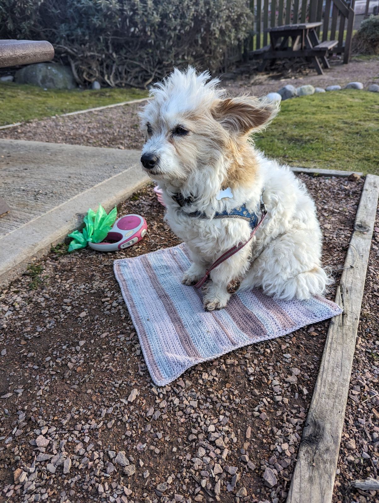 Lillie the dog on her mat beside the campervan at Lower Largo