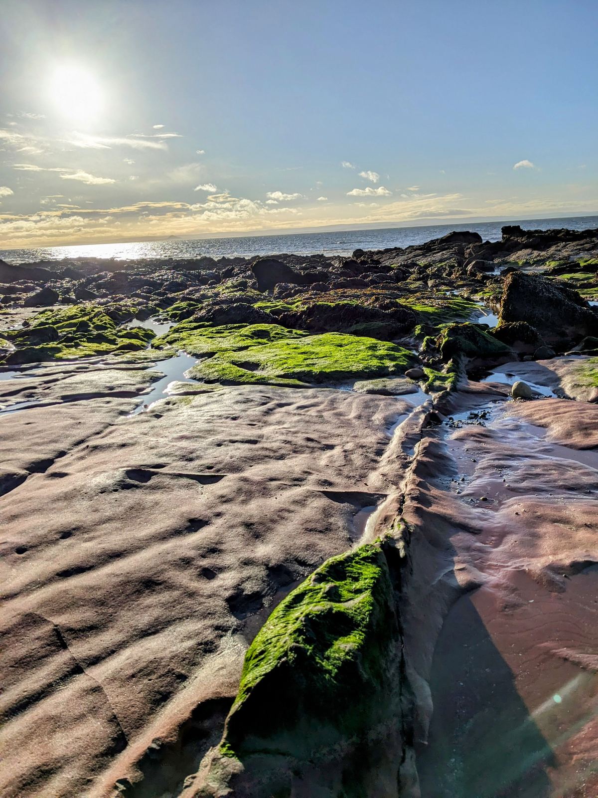 Folded red rock strata and green moss on the Lower Largo foreshore
