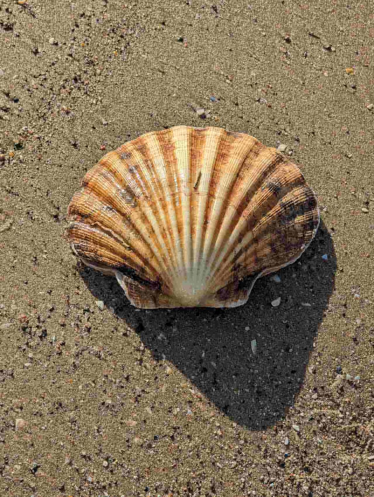 A scallop shell on the sand at Lower Largo, backlit by winter sun
