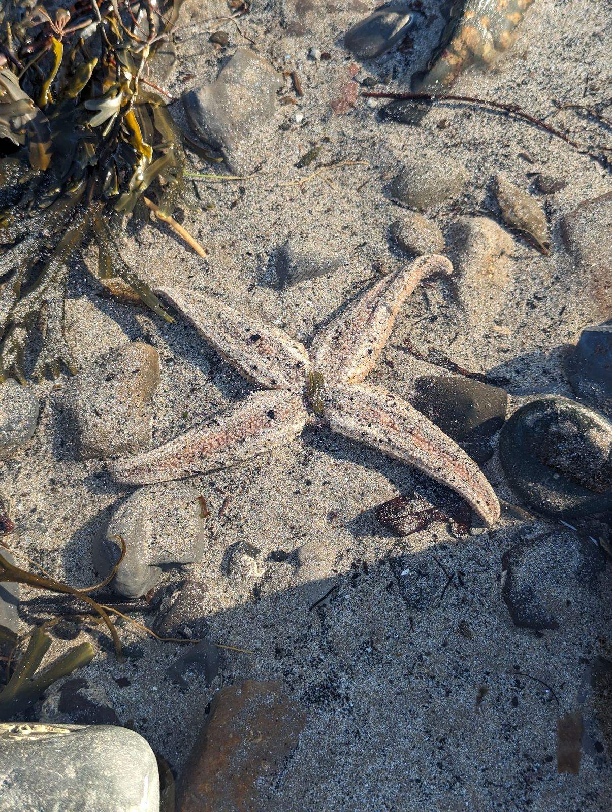 A starfish among seaweed on the shore at Lower Largo