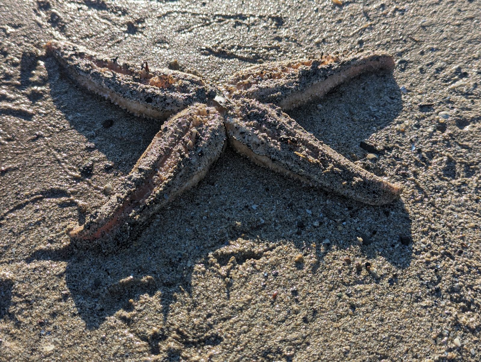 A starfish on the rocks at low tide, Lower Largo