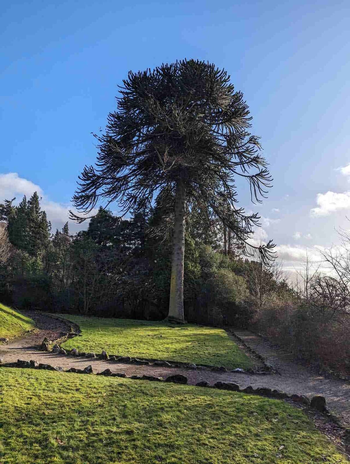 A monkey-puzzle tree and parkland paths in Balloch Castle Country Park, Loch Lomond.