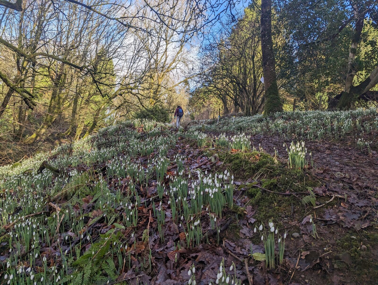 A woodland path through oak trees at Balmaha carpeted with early-spring snowdrops, a person walking ahead.