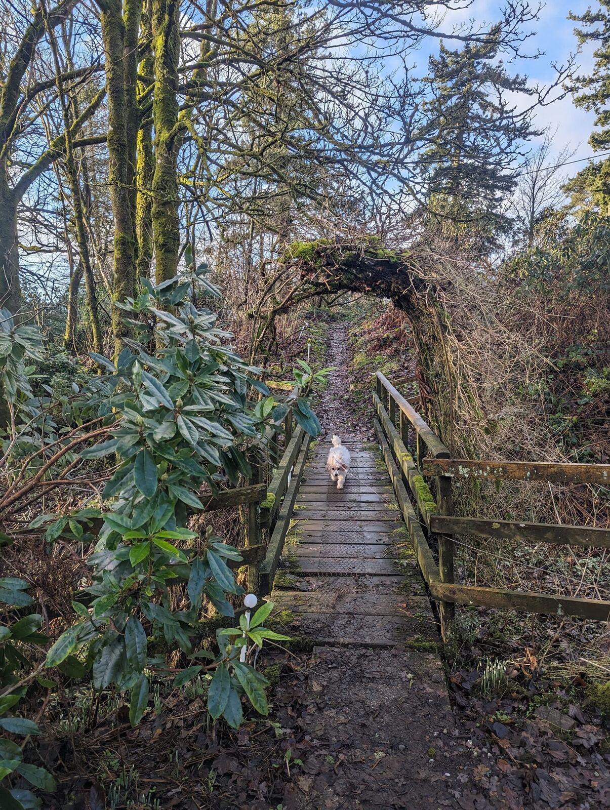 A woodland footbridge under a rustic branch arch on a forest path at Balmaha, a small dog crossing it.