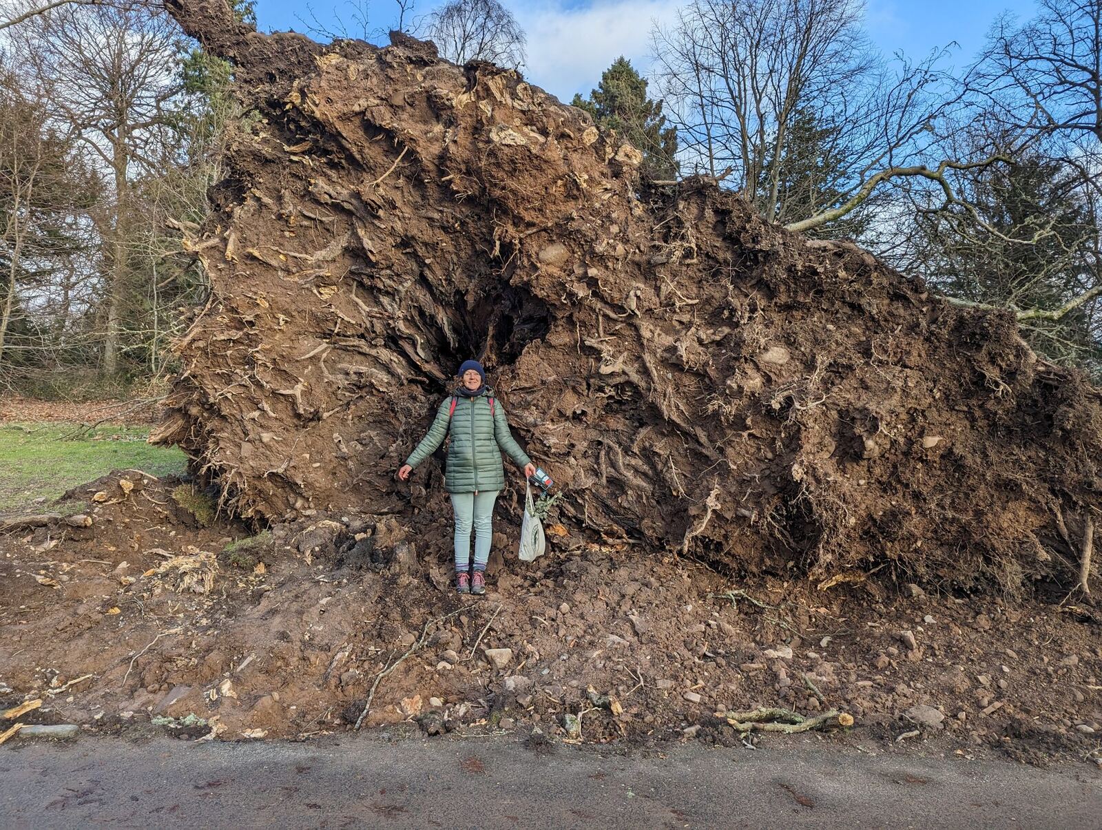 A person standing beside an enormous root-ball of a storm-toppled tree in Balloch Castle Country Park.
