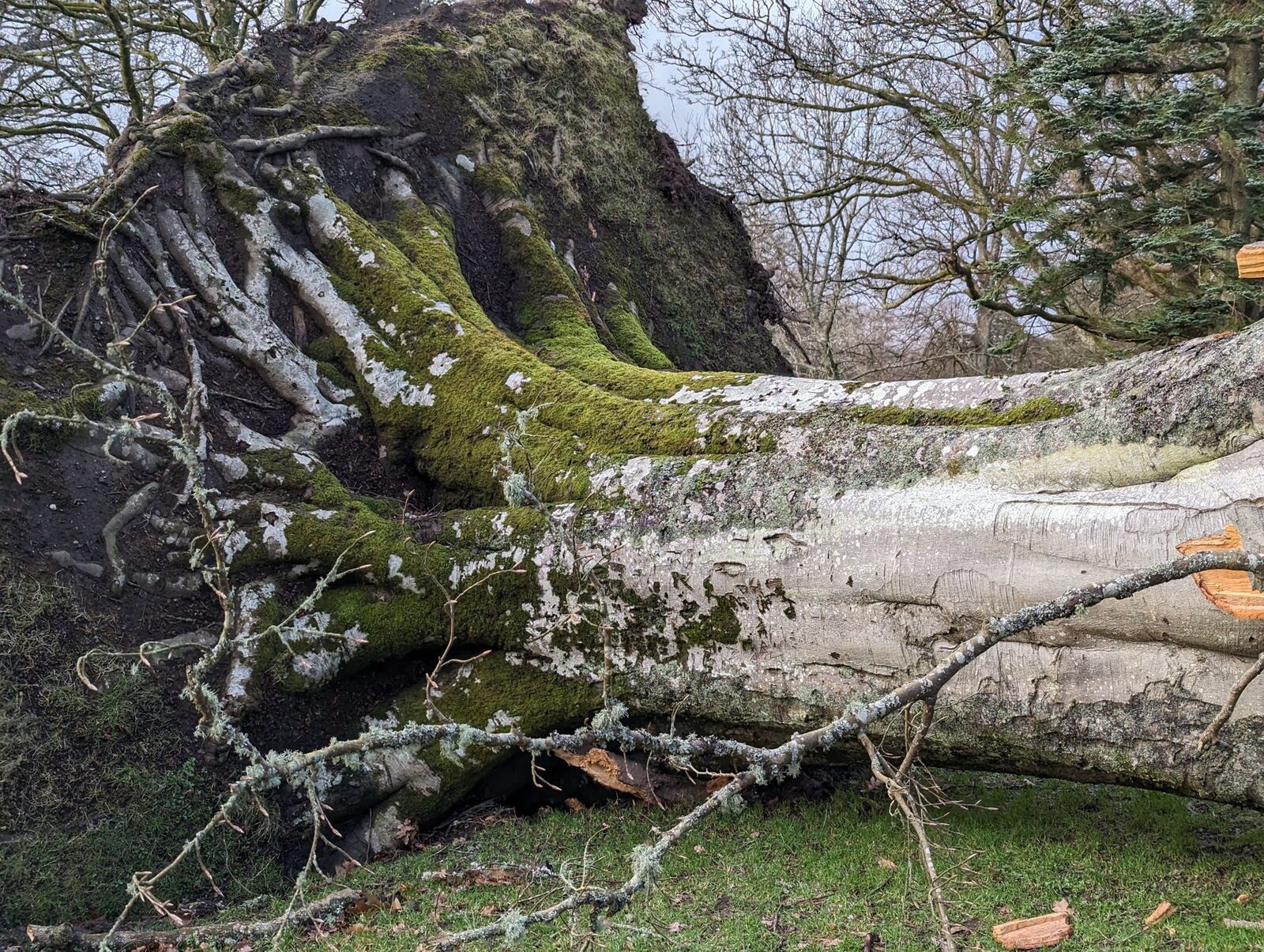 The huge mossy fallen trunk of a storm-toppled tree lying across the ground in Balloch Castle Country Park.