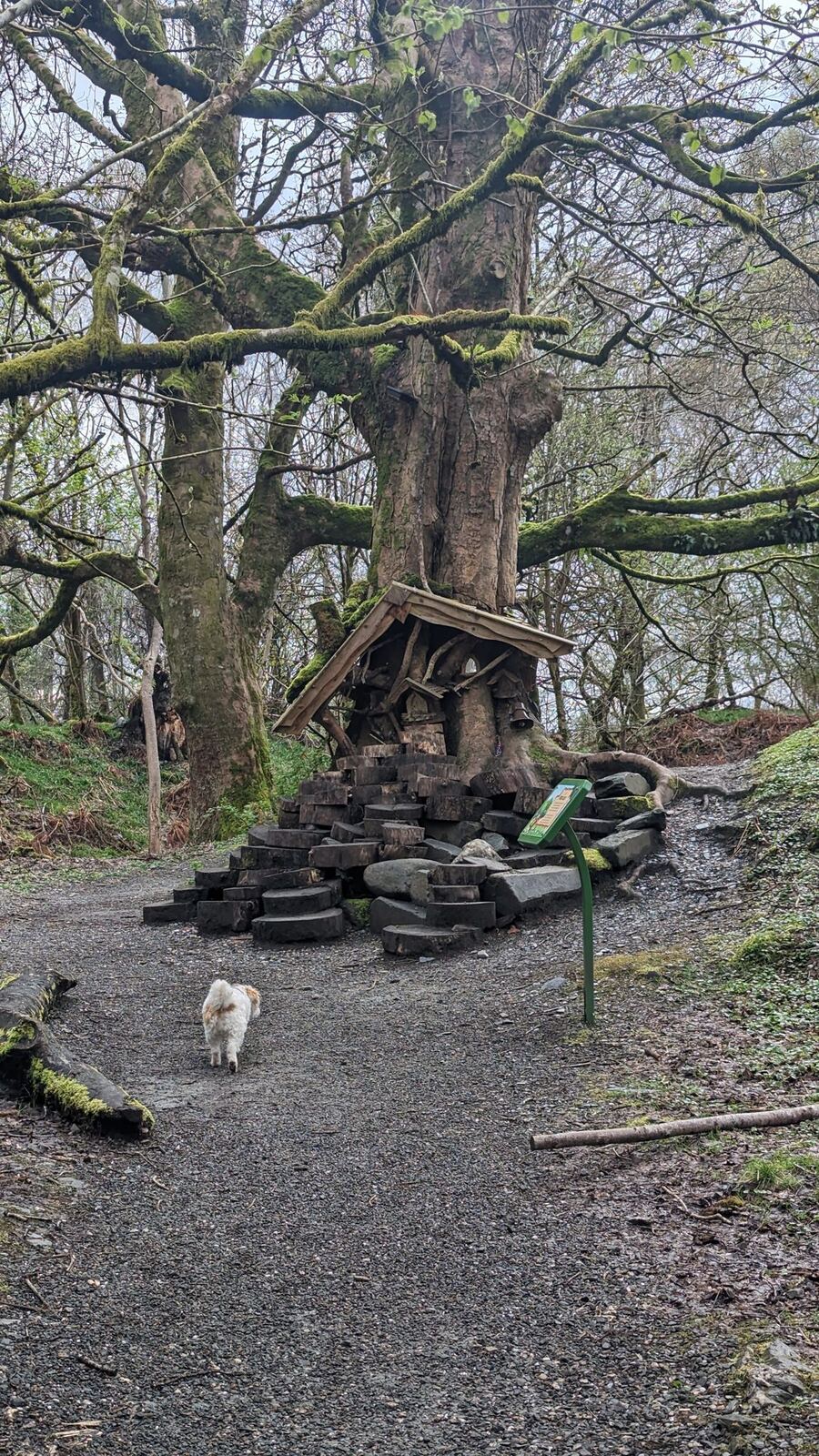 A fairy garden built into the roots of a large tree, a dog exploring, on the Luss fairy trail.