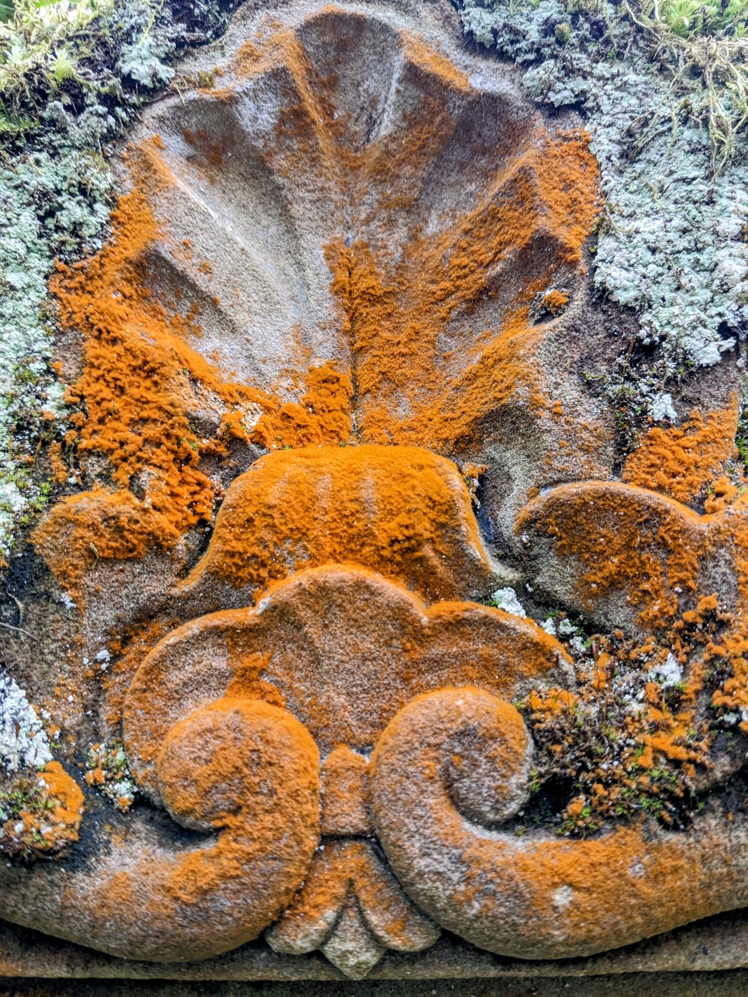 Close-up of a carved acanthus leaf on a Luss gravestone, bright with orange lichen.