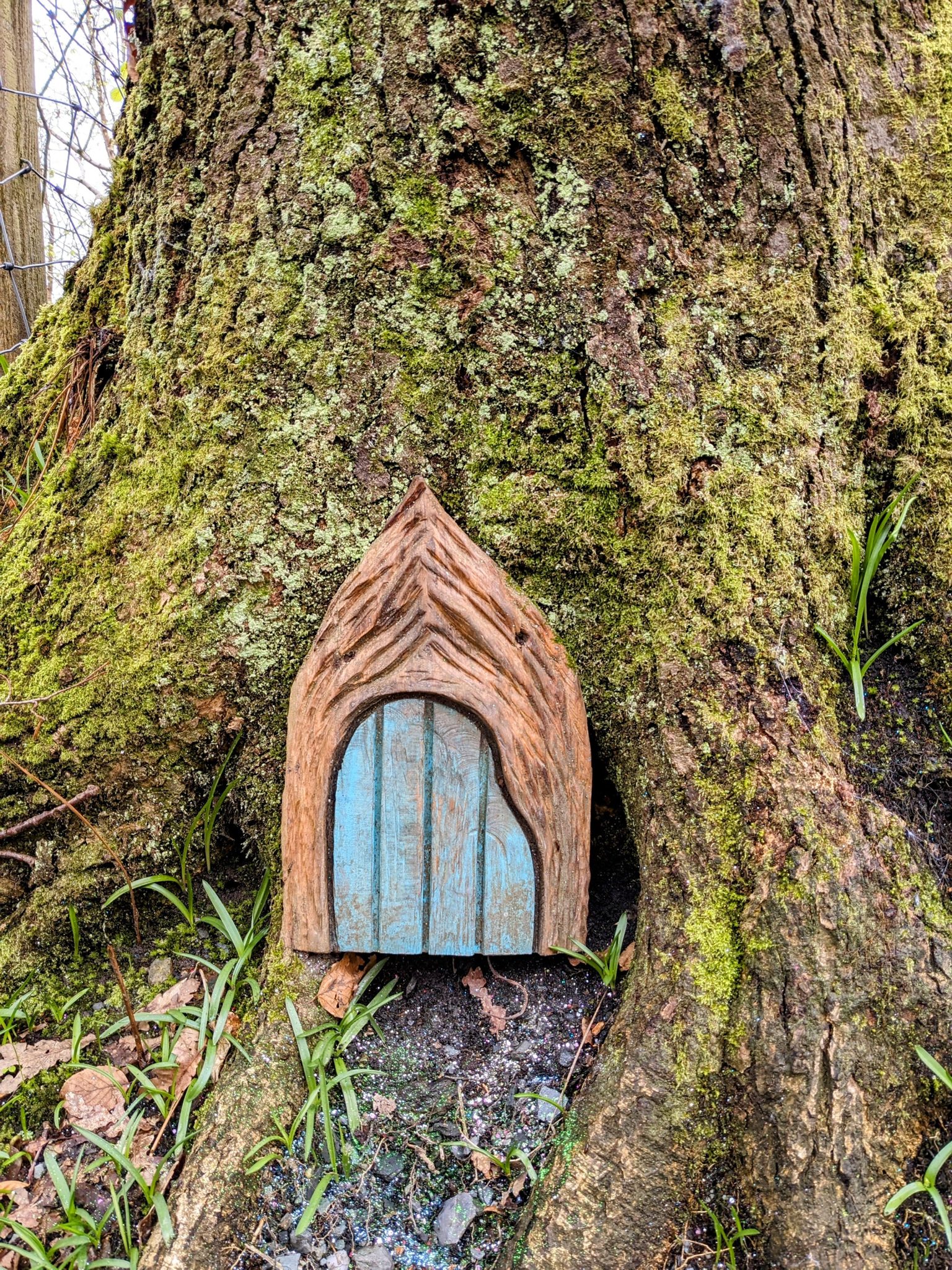 A little blue fairy door set into the base of a mossy tree on the Luss fairy trail.