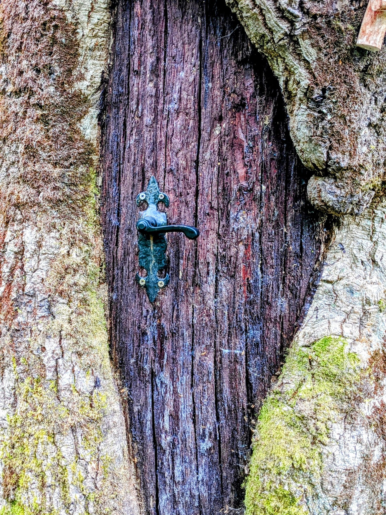 An ornate metal door handle set into a mossy tree trunk on the Luss fairy trail.