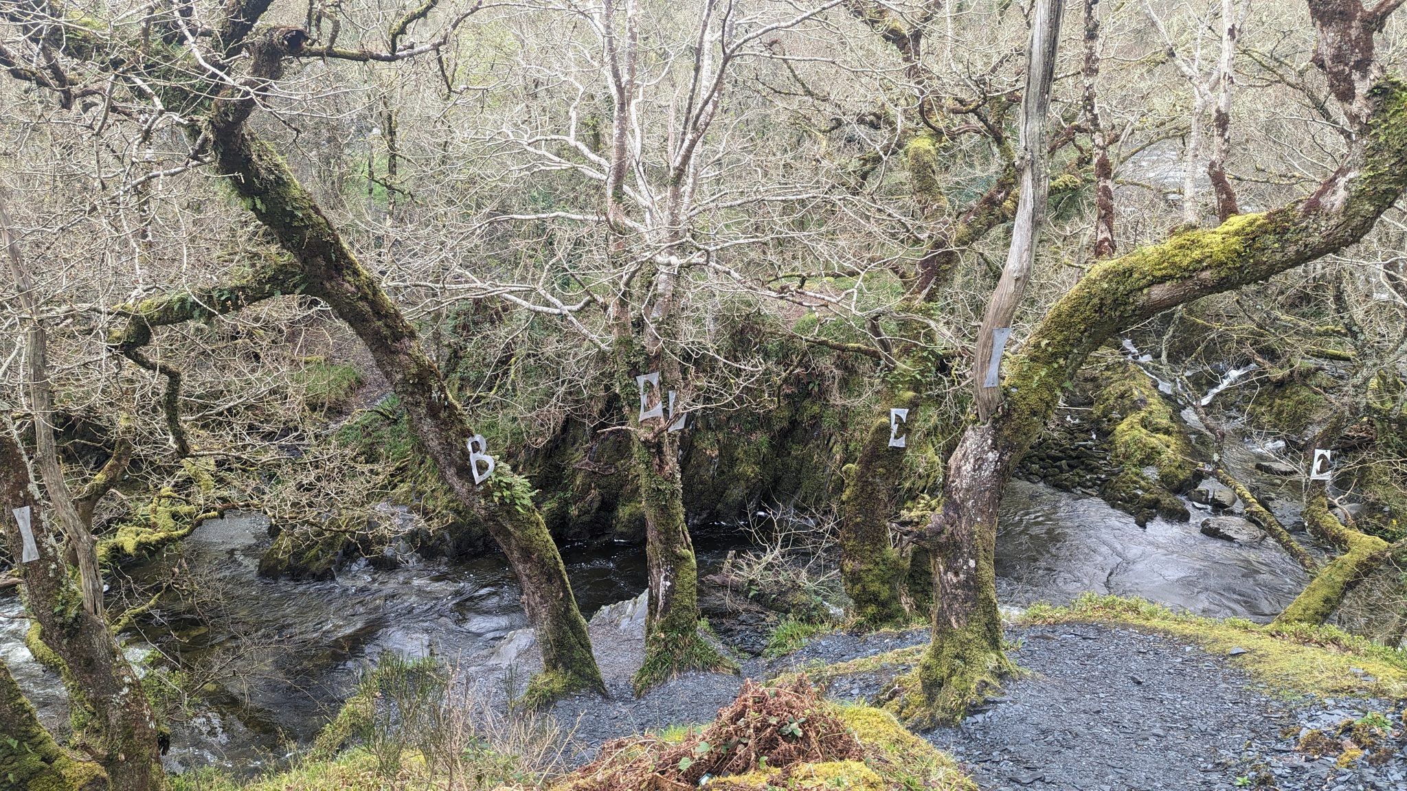 A burn tumbling through mossy oak woodland along the Loch Lomond fairy trail at Luss.