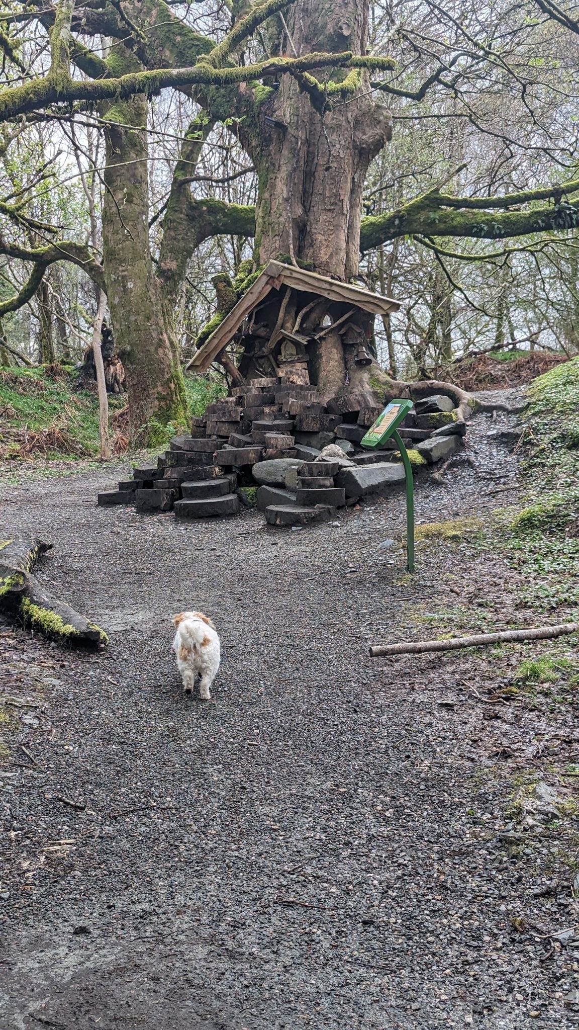Lillie the dog on the woodland path of the Loch Lomond fairy trail at Luss.