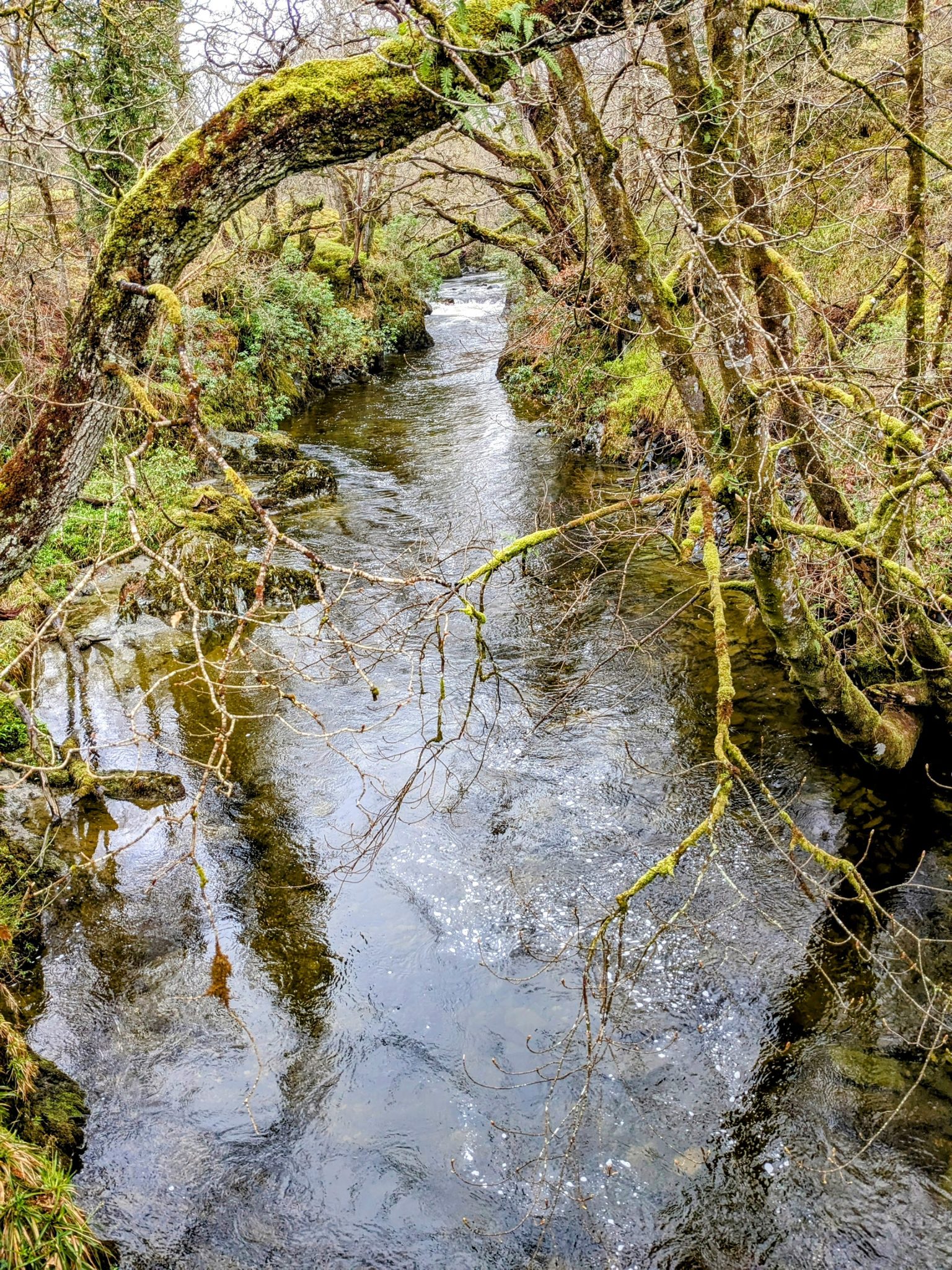 A burn tumbling through mossy oak woodland in Glen Luss near Luss.