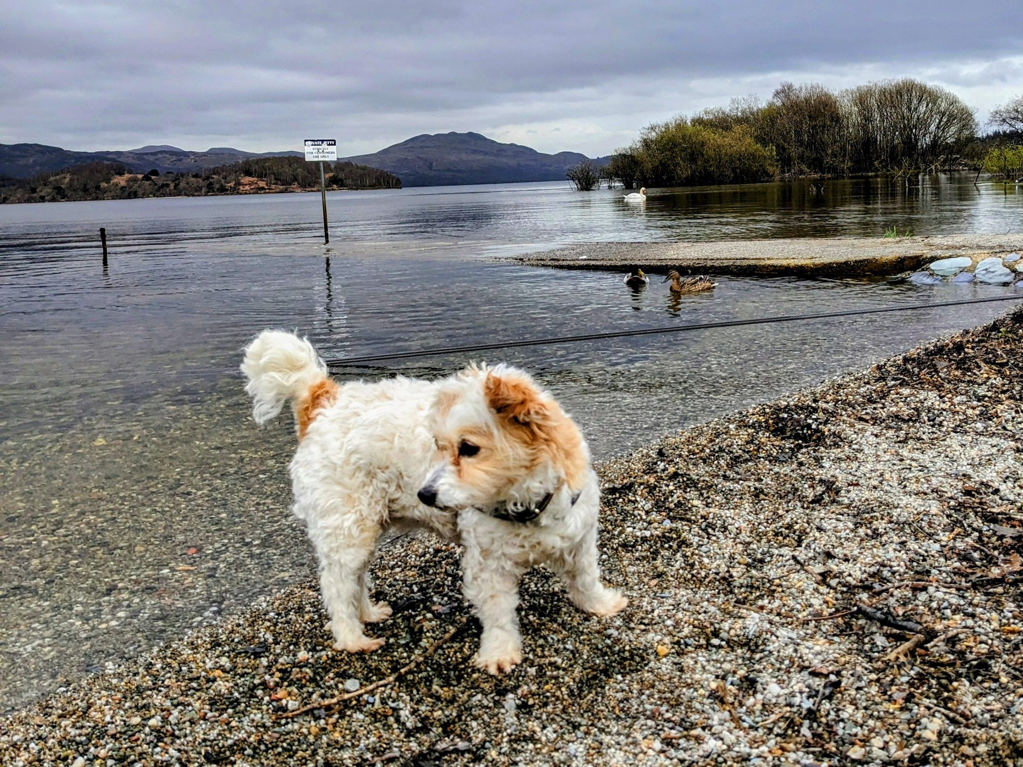 Lillie the dog on the shore of Loch Lomond at Luss with the loch and hills behind.