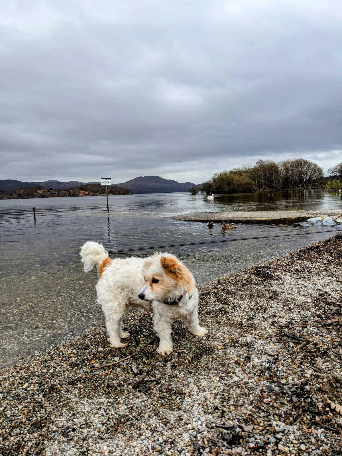 Lillie the dog on the Loch Lomond shore at Luss.